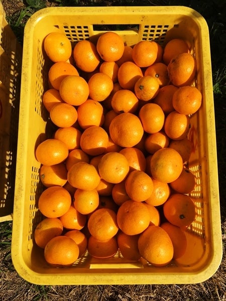 産地直送 通販 お取り寄せ 曽和農園 和歌山県下津の宮川早生みかん 約5kg サイズ無選別 Jaながみね とれたて広場 ｊａタウン