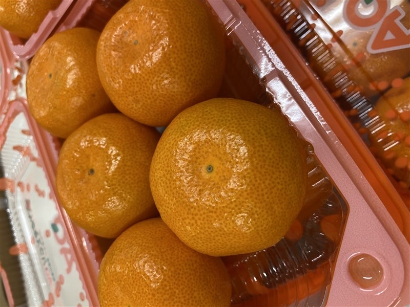発掘 - 新登場ブランド ○ハウスみかんギフトボックス みかんの里 （4パック入り）○: 下着・アンダーウェア