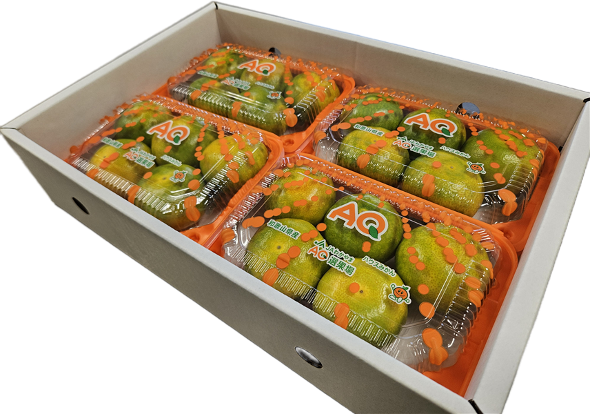 みかん箱三箱　箱パンパン詰めます！　おまかせフレッシュグリーン グリーンハウスみかん 約400g×4パック 【AQ選果場】※順次出荷予定