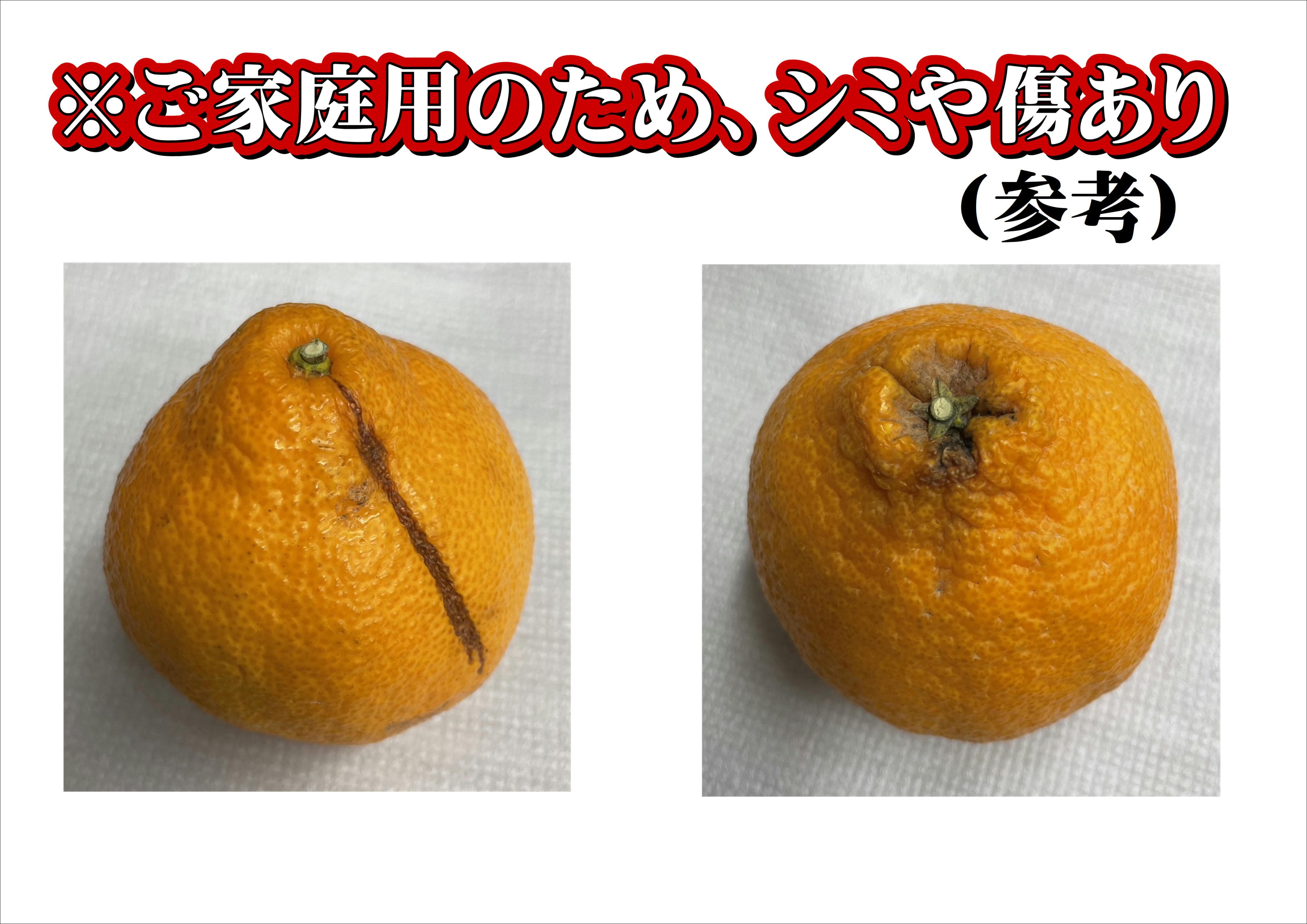 不知火 中箱（訳あり10玉～15玉）: みかんの里「JAありだ」|【JA 