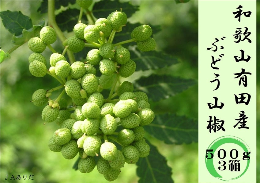 ○和歌山有田産 ぶどう山椒 500ｇ×3箱○: みかんの里「JAありだ