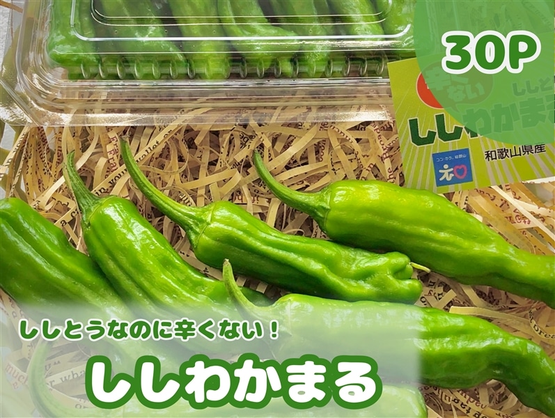 辛くないししとう ししわかまる 30パック入り: みかんの里「ありだ