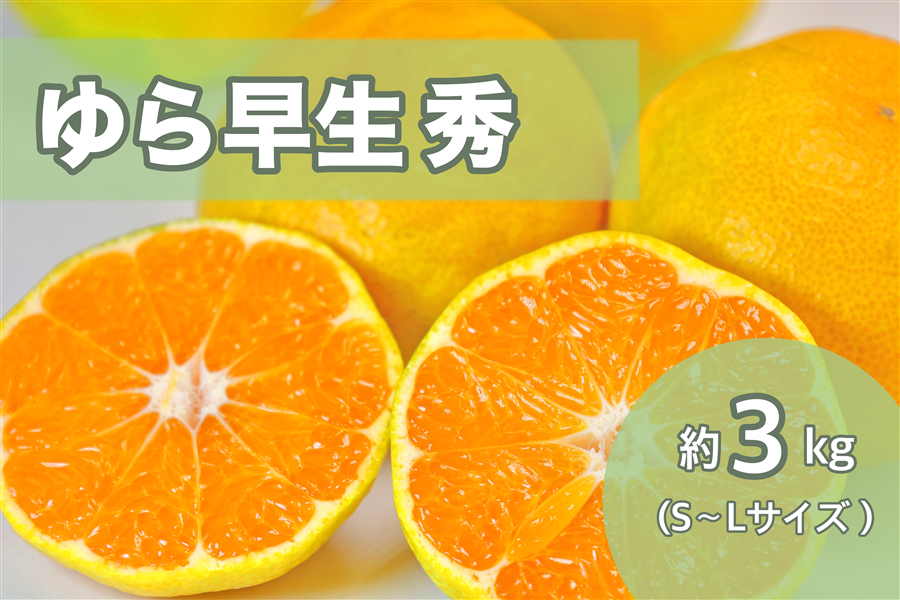 【予約販売】　有田産　ゆら早生みかん　大容量　蜜柑　３キロ　和歌山県産　産地直送 AQ選果場】ゆら早生みかん約3kg 秀S～L ※10月中旬～下旬にかけて順次