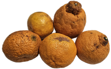 ���H�p�@�s�m�΁@��10kg�@����������