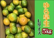 瑁݂5s@L@yAQIʏz