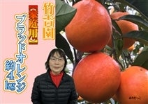 �|�g���@�ƒ�p�u���b�h�I�����W��4�s�y���肾�����z