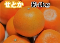 せとか約4㎏ 【AQ選果場】【贈答用】: みかんの里「ありだ」|【JA