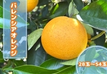 �o�����V�A�I�����W�@28�ʁ`54�ʁ@��6�����{�����珇�������\��