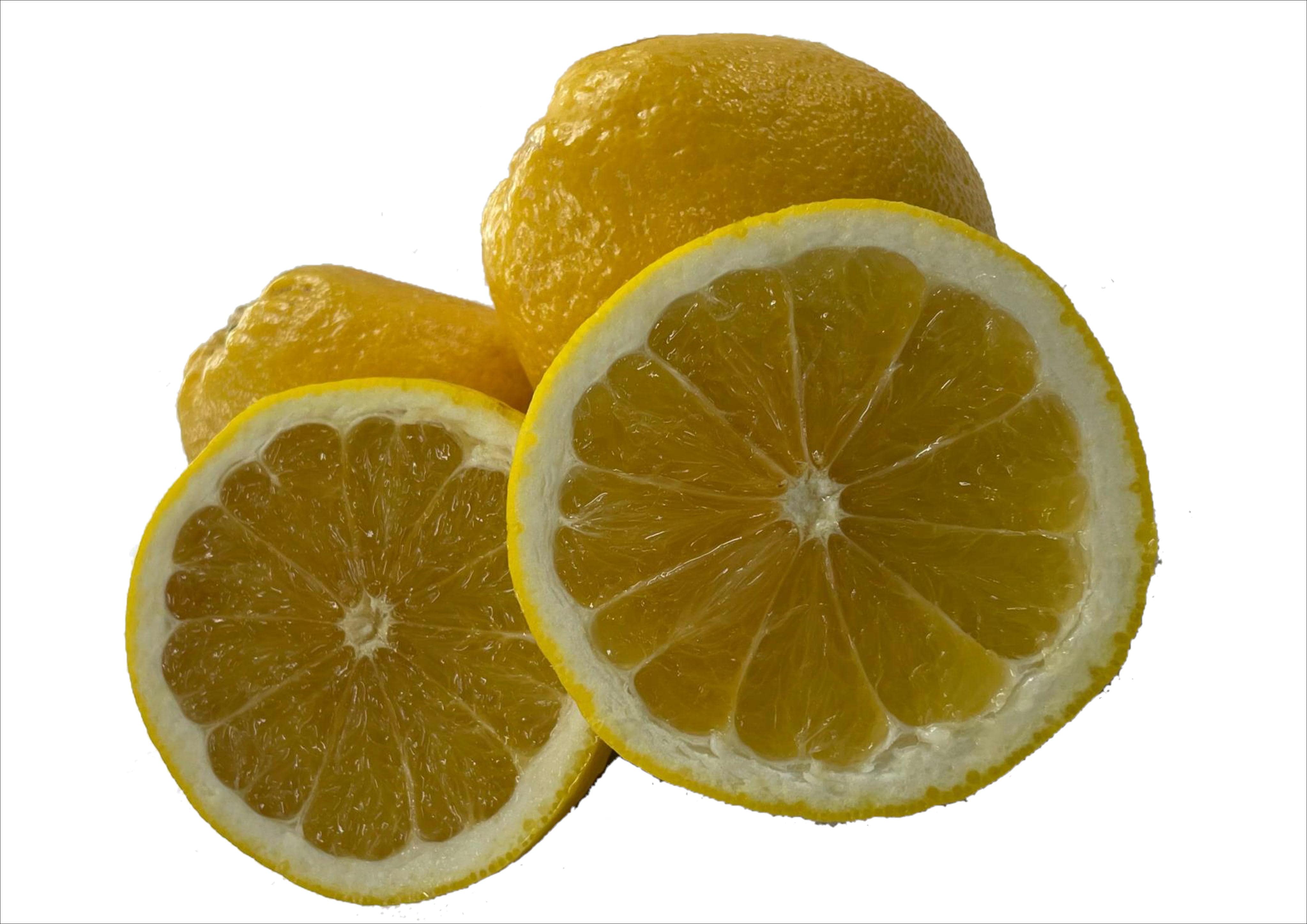 河内晩柑パール柑大苗木♪　レモンの横に(⁠/⁠^⁠-⁠^⁠(⁠^⁠ ⁠^⁠*⁠) 河内晩柑パール柑大苗木♪ レモンの横に(⁠/⁠^⁠-⁠^⁠(⁠^⁠ ⁠^⁠*⁠) 河内晩