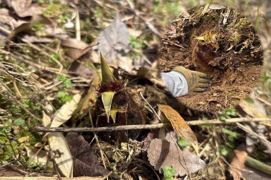 やっちょん広場 井上さん家のたけのこ 約3s入り(紀北)