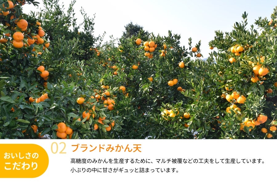紀南みかん「天」(Sサイズ) 5kg <10月下旬~11月中旬発送 紀南みかん「天」(Sサイズ) 5kg <10月下旬~11月中旬発送