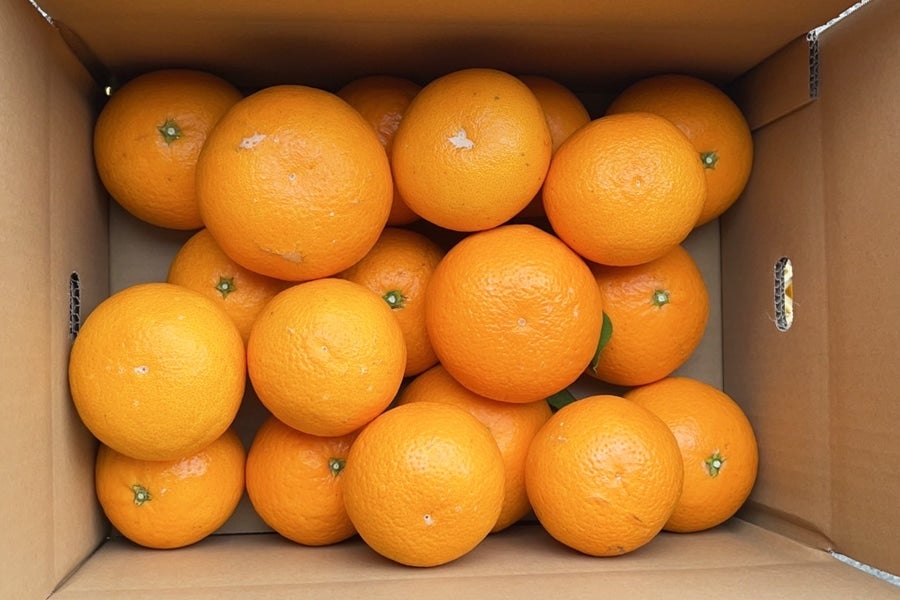 【紀菜柑】泉智志男(映恵子)さんの「清見オレンジ」秀・優品(M〜3Lサイズ) 約4.5kg(紀南)