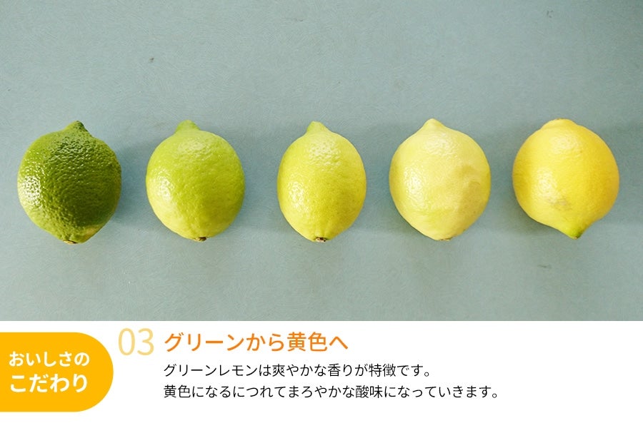 和歌山県産 レモン 約2kg <11月下旬〜発送>(紀南)