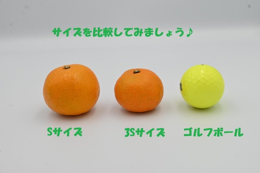 和歌山しもつ 美味しさぎゅっと凝縮!小粒みかん