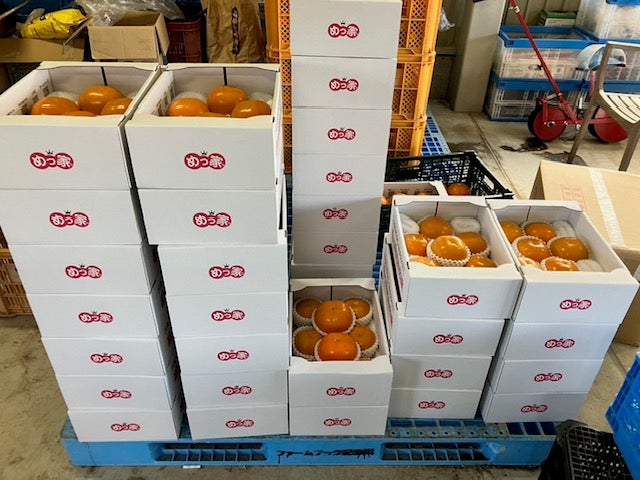 紀州てまり【ご家庭用】 3L～Lサイズ混在 5玉～9玉 約2kg（11月上旬