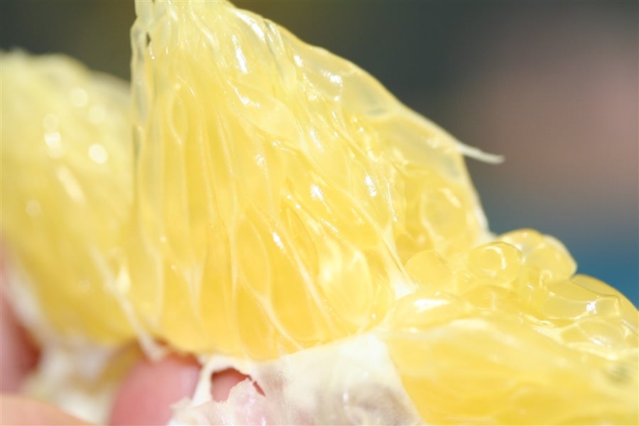 キズありご家庭用 ふぞろい八朔 約10kg(紀の里)