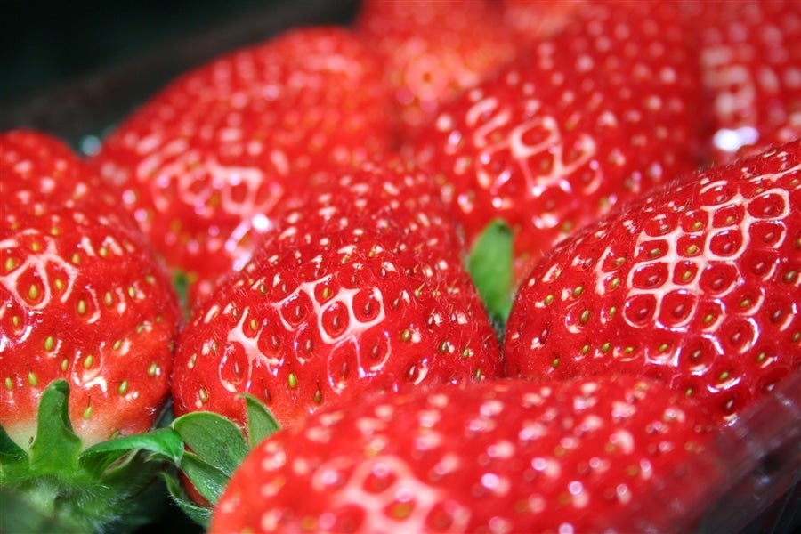 クリスマス限定「まりひめいちご」 約500g ※12/19〜22発送(紀の里)