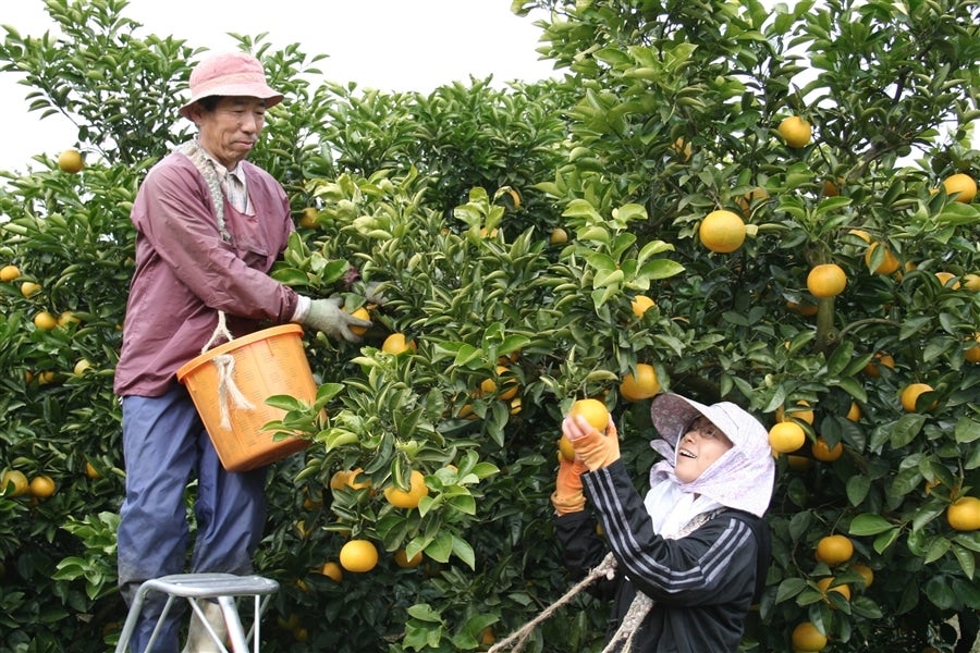 キズありご家庭用 ふぞろい八朔 約10kg(紀の里)