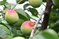 �I�B�̐~�y�썂�~�z ��5kg:L�i�~���E�~�W���[�X�p�j�i�I�̗��j