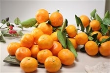 Εɂ l̎Â݂ 7.5kguM`SviI̗j