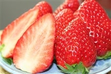 �y���I�z���c���񂿂́g�܂�Ђ߁h�C�`�SDX�i11���܂���12���j300��×2�p�b�N�y�������z�y䕁z