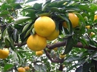 LY育ƒp ӂ낢 10kgiI̗j