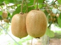 �n�P�L�E�C�t���[�c�@��3.6kg:24�ʓ��i�I�̗��j