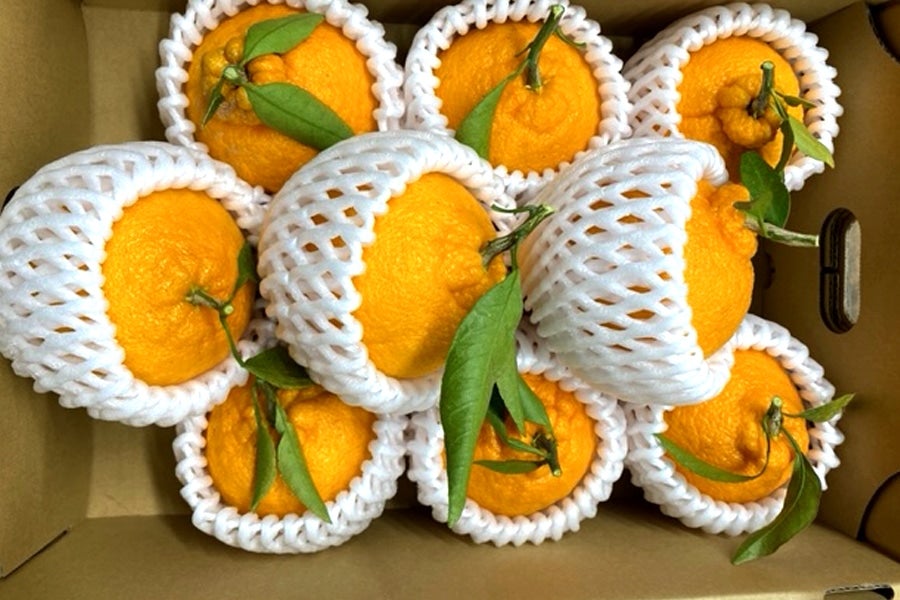 【紀菜柑】高垣行雄さんの「不知火(しらぬひ)」2Lサイズ9玉 約2.5kg <園地直送>(紀南)