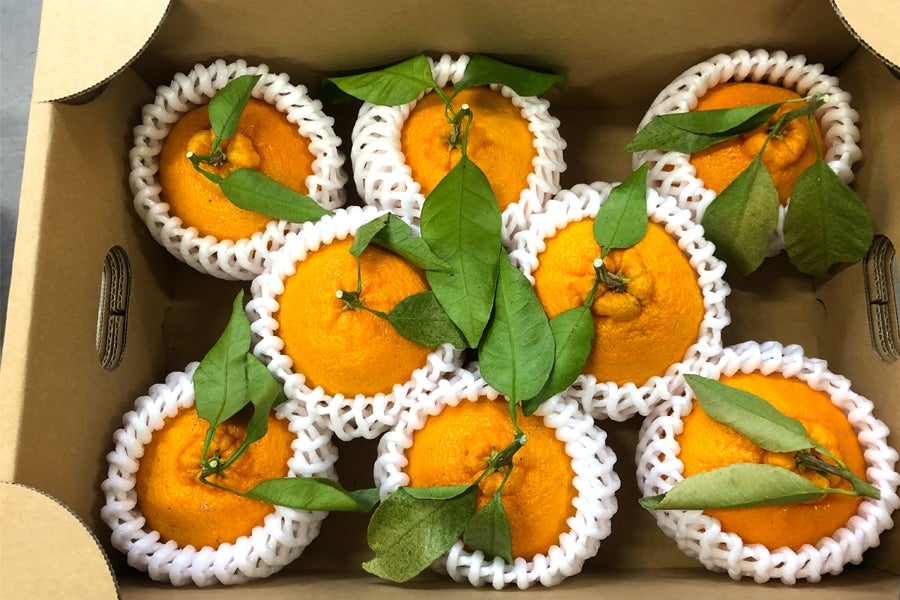 【紀菜柑】高垣行雄さんの「不知火(しらぬひ)」3Lサイズ8玉 約2.5kg <園地直送>(紀南)