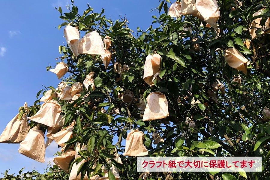 【紀菜柑】泉智志男(映恵子)さんの「清見オレンジ」秀・優品(M〜3Lサイズ) 約4.5kg(紀南)