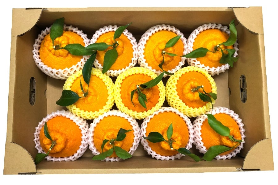 11玉入り 約3.6kg