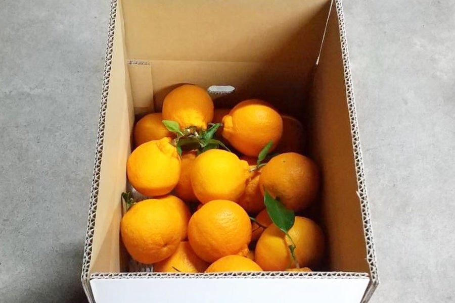 キズのある実も含まれます