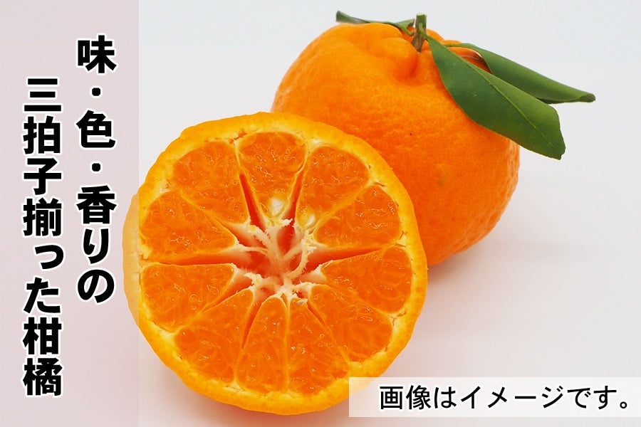 【紀菜柑】平田卓巳さんの「葉付きポンカン」Lサイズ 約4kg(紀南)