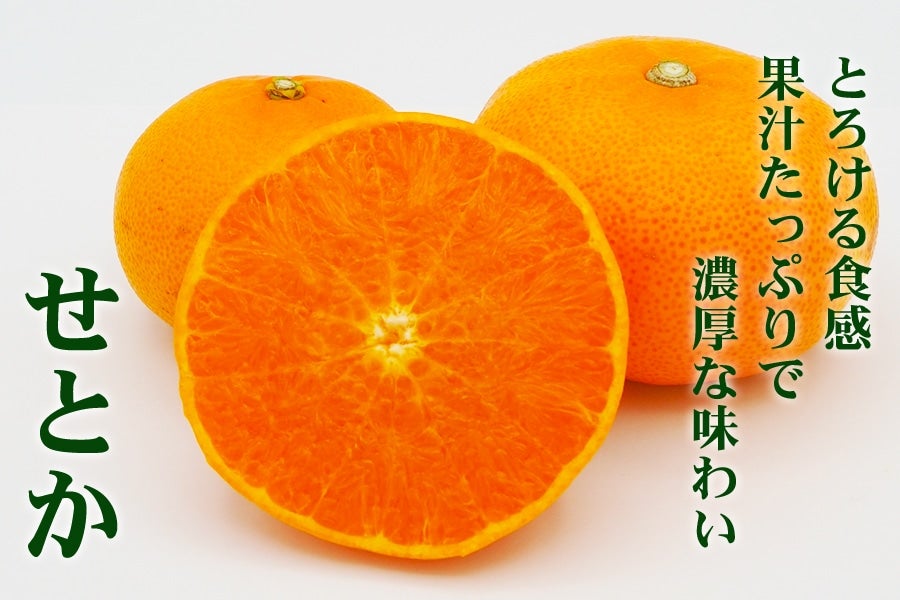 【紀菜柑】森山昌明さんの「せとか」小玉サイズ 約4.5kg(紀南)