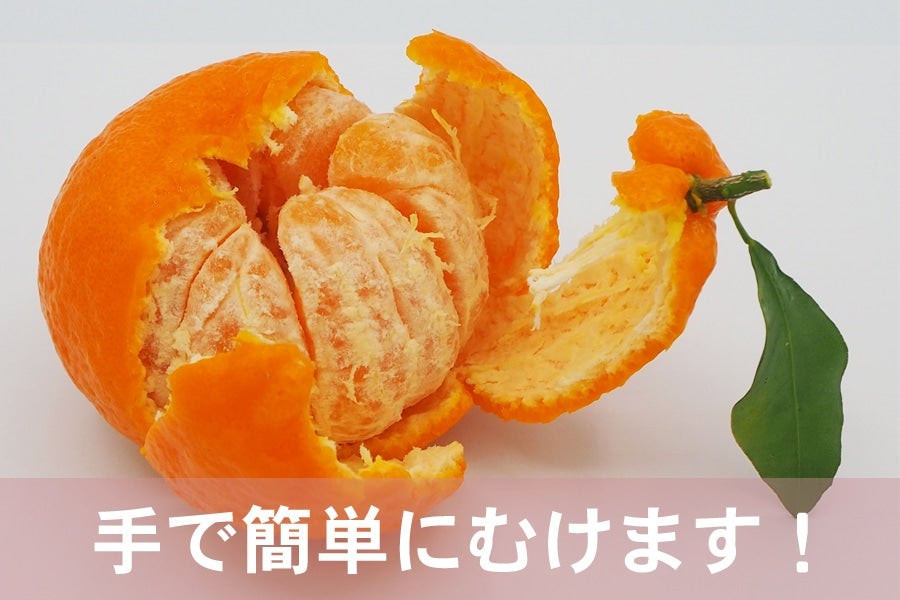 【紀菜柑】平田卓巳さんの「葉付きポンカン」Mサイズ 約6kg(紀南)