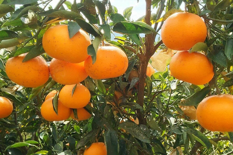 【紀菜柑】森山昌明さんの「せとか」中・大玉サイズ 約2.5kg(紀南)