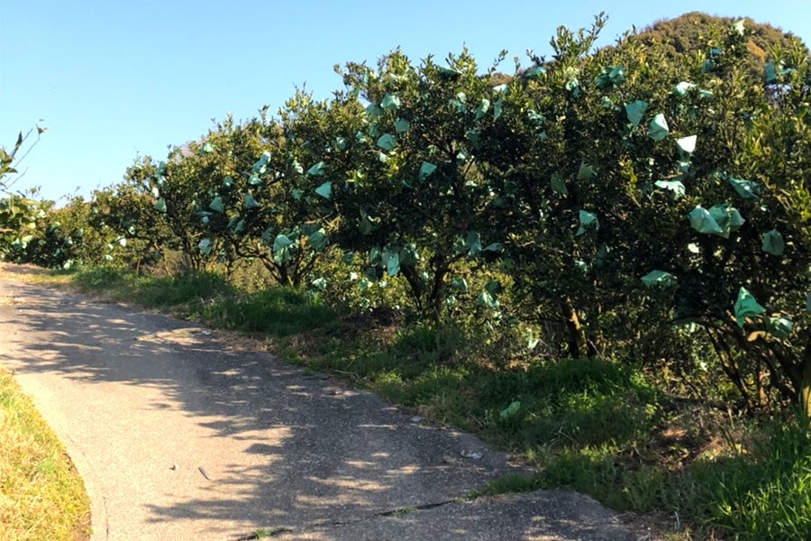 【紀菜柑】鈴木惣志郎さんの「葉付き不知火」 11玉入り 約3.6kg(紀南)