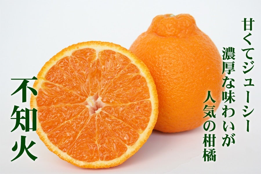 【紀菜柑】平田卓巳さんのご家庭用「不知火」約6kg(紀南)