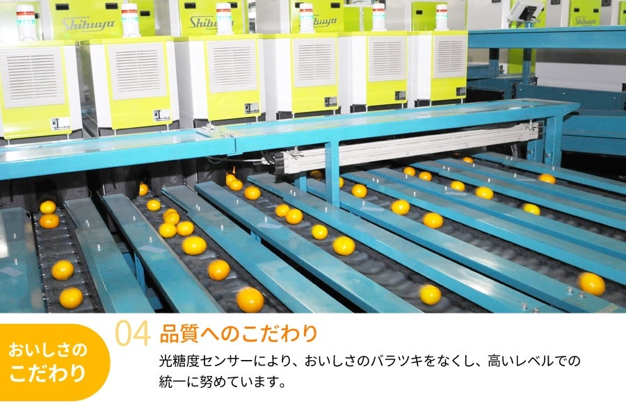 越冬木熟みかん「紀州一番」(大小サイズ混合) 約5kg(紀南)