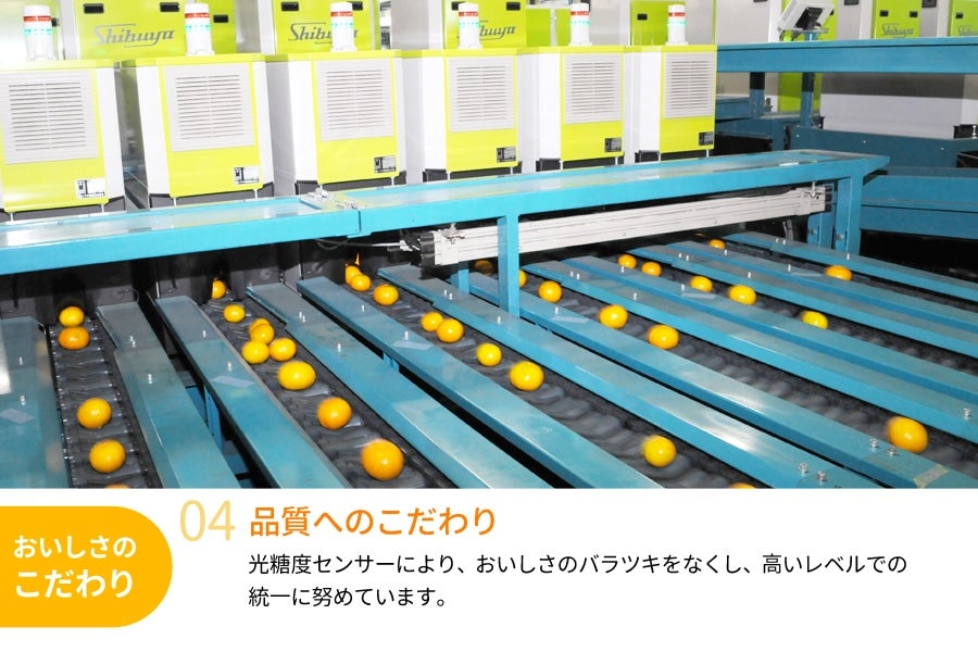 残り1箱限定‼️木熟　紅南高梅　傷あり3L2Lサイズ　5kg みかんキング 木熟みかん （Sサイズ） 5kg 【お歳暮にも】(紀南): ココ・カラ
