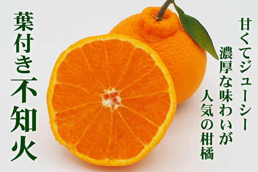 【紀菜柑】鈴木惣志郎さんの「葉付き不知火」 11玉入り 約3.6kg(紀南)