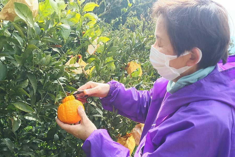 【紀菜柑】高垣行雄さんの「不知火(しらぬひ)」2Lサイズ9玉 約2.5kg <園地直送>(紀南)