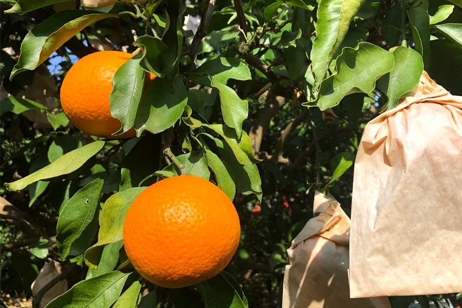 【紀菜柑】泉智志男(映恵子)さんの「清見オレンジ」秀・優品(M〜3Lサイズ) 約4.5kg(紀南)