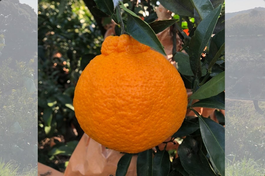 【紀菜柑】鈴木惣志郎さんの「葉付き不知火」 11玉入り 約3.6kg(紀南)