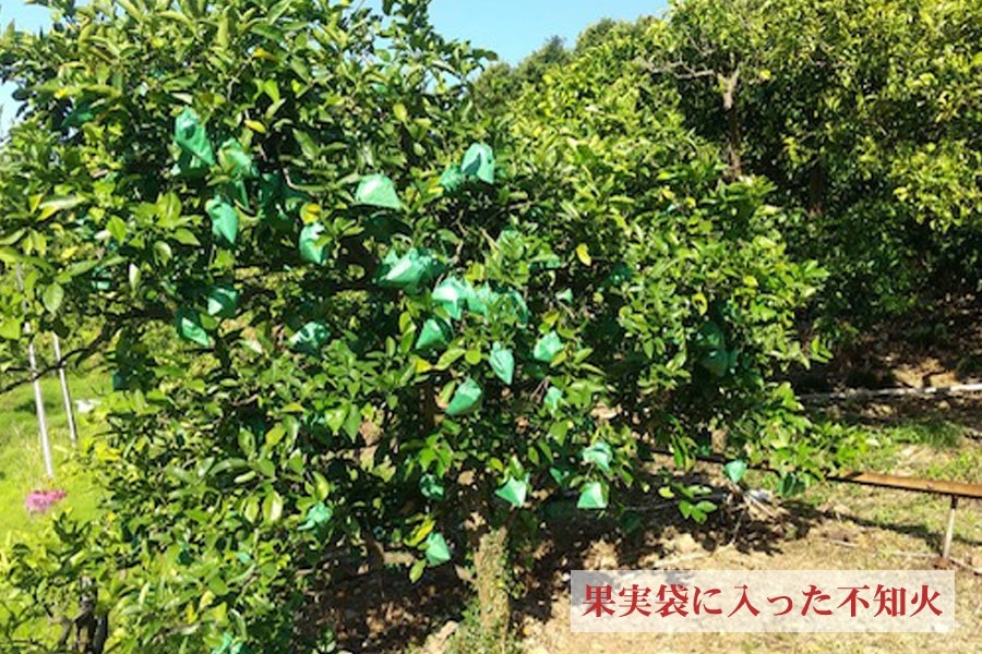 【紀菜柑】平田卓巳さんのご家庭用「不知火」約4kg(紀南)