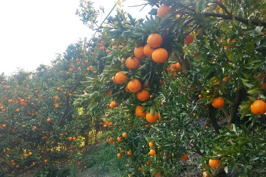 【紀菜柑】平田卓巳さんの「葉付きポンカン」Mサイズ 約6kg(紀南)