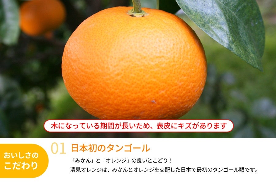 送料無料】木熟清見オレンジ 約4.5kg（16～20玉入り） 紀州