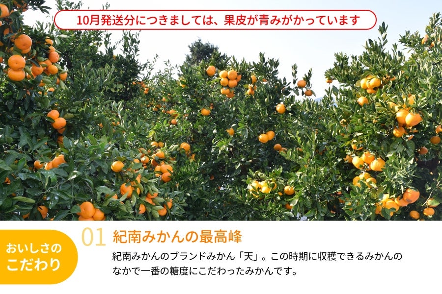 訳あり】 紀南みかん「天」(無選別) 5kg <10月下旬~11月中旬 訳あり】 紀南みかん「天」(無選別) 5kg <10月下旬~11月中旬