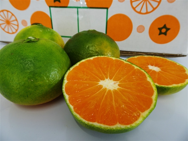 井戸農園】和歌山県下津町産極早生みかん『ゆら早生』 約5kg【サイズ手