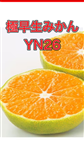 y^_za̎RÂ̋ɑ݂YN26 5kg yTCYIʁz(Ȃ݂)